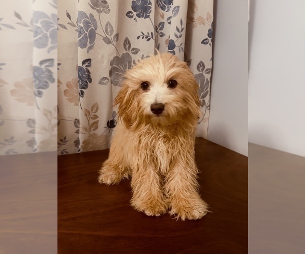 Medium Photo #10 Cavapoo-Poodle (Miniature) Mix Puppy For Sale in DURHAM, CT, USA