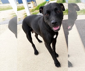 Amelia - Female Mutt Dog for Adoption