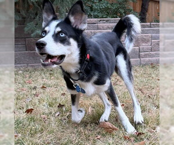 Medium Photo #2 Siberian Husky-Unknown Mix Puppy For Sale in Omaha, NE, USA
