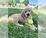 Small Photo #22 Golden Retriever Puppy For Sale in GREENFIELD, IN, USA