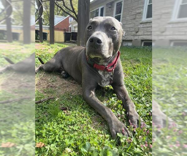 Medium Photo #1 American Pit Bull Terrier Puppy For Sale in Louisville, KY, USA