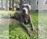 Small American Pit Bull Terrier