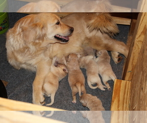 Mother of the Golden Retriever puppies born on 05/30/2019