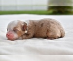 Small Photo #4 Miniature Australian Shepherd Puppy For Sale in PALM COAST, FL, USA