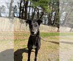 Small Greyhound