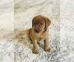 Small #2 Labrador Retriever