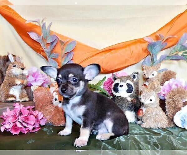 Medium Photo #72 Chihuahua Puppy For Sale in CHARLESTON, AR, USA