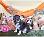 Small #10 Chihuahua