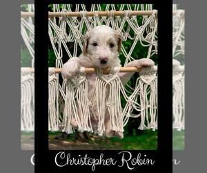 Bernedoodle-Poodle (Standard) Mix Puppy for sale in MENIFEE, CA, USA