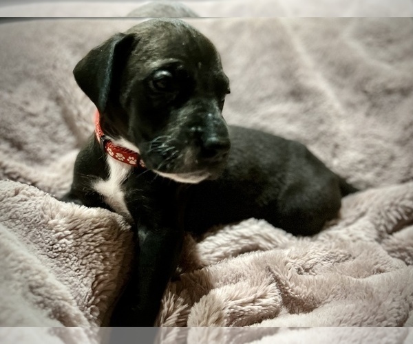 Medium Photo #5 Great Dane Puppy For Sale in DIXON, IL, USA