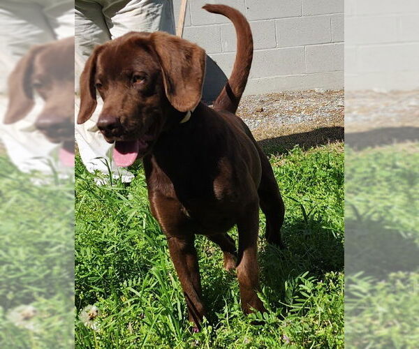 Medium Photo #1 Labrador Retriever-Unknown Mix Puppy For Sale in Wetumpka, AL, USA