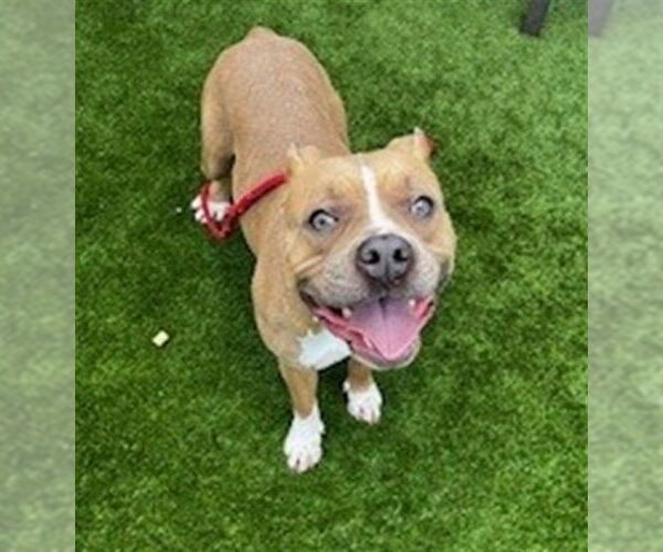 Medium Photo #2 American Pit Bull Terrier Puppy For Sale in St. Cloud, FL, USA