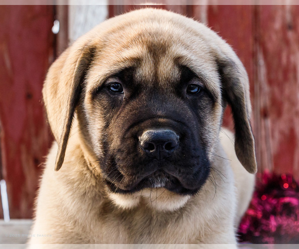 Medium Photo #9 Mastiff Puppy For Sale in WAKARUSA, IN, USA
