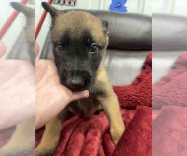 Medium Photo #32 Belgian Malinois Puppy For Sale in REESEVILLE, WI, USA