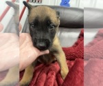 Small Photo #32 Belgian Malinois Puppy For Sale in REESEVILLE, WI, USA