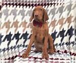 Small Photo #1 Vizsla Puppy For Sale in LANCASTER, PA, USA