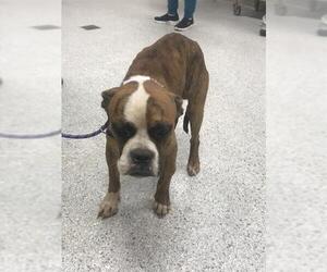 American Bulldog-Unknown Mix Dogs for adoption in Conroe, TX, USA