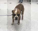 Small American Bulldog Mix