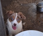 Jasper - Male Miniature Australian Shepherd Puppy for Sale - Photo #2