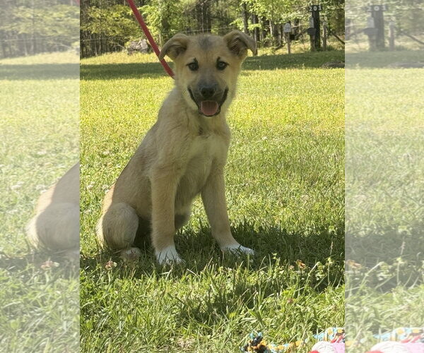 Medium Photo #4 German Shepherd Dog-Great Pyrenees Mix Puppy For Sale in Yardley, PA, USA