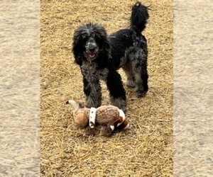 Father of the Goldendoodle puppies born on 03/12/2024