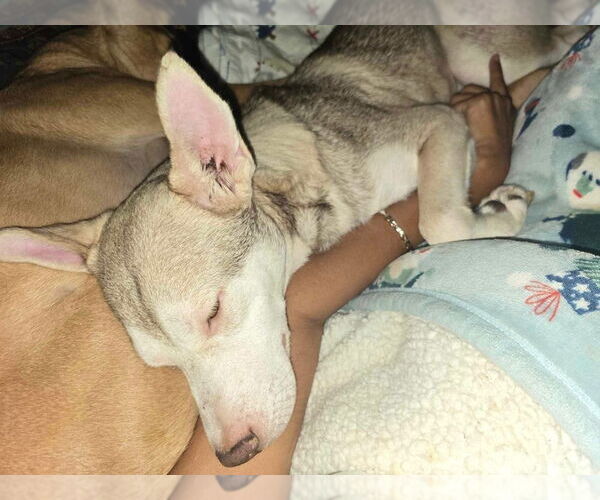 Medium Photo #4 Siberian Husky-Unknown Mix Puppy For Sale in New York, NY, USA