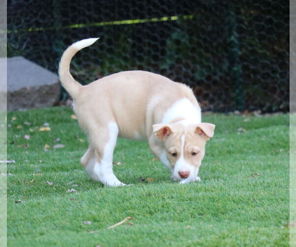 Medium Photo #1 Huskies -Unknown Mix Puppy For Sale in San Diego, CA, USA