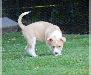 Huskies -Unknown Mix Dogs for adoption in San Diego, CA, USA