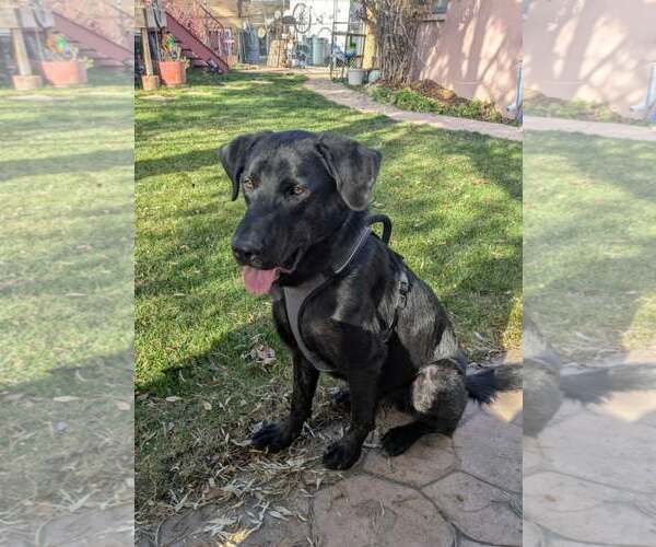 Medium Photo #7 Labrador Retriever-Unknown Mix Puppy For Sale in Sandy, UT, USA