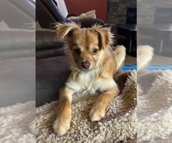 Medium Photo #1 Chiranian Puppy For Sale in Mooresville, NC, USA