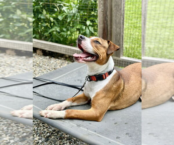 Medium Photo #25 Boxador Puppy For Sale in Brewster, NY, USA