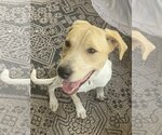 Small Lab-Pointer