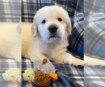 Small Photo #1 English Cream Golden Retriever Puppy For Sale in FORT MYERS, FL, USA