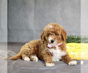 Goldendoodle (Miniature) Puppy for Sale in BIRD IN HAND, Pennsylvania USA
