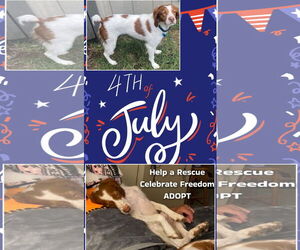 Brittany Dogs for adoption in Curwensville, PA, USA