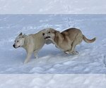 Small #1 Huskies  Mix