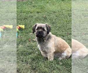 Shiranian Dogs for adoption in Oakhurst, NJ, USA