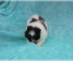 Small Photo #39 Pomeranian Puppy For Sale in PALM BCH GDNS, FL, USA