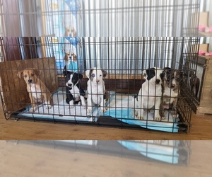 Great Dane-Texas Heeler Mix Puppy for sale in ONSTED, MI, USA