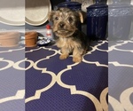 Small Photo #10 Yorkshire Terrier Puppy For Sale in NASHVILLE, IN, USA