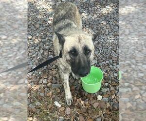 German Shepherd Dog-Unknown Mix Dogs for adoption in Palmetto, FL, USA