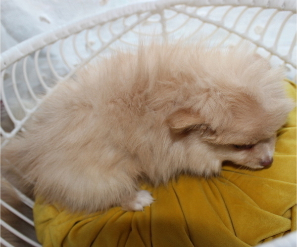 Medium Photo #7 Pomeranian Puppy For Sale in COLUMBIA, MO, USA