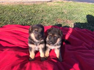 German Shepherd Dog Puppy for sale in RUSSELL SPRINGS, KY, USA