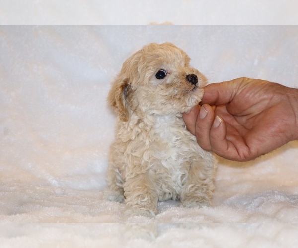 Medium Photo #11 Poodle (Toy) Puppy For Sale in DYERSBURG, TN, USA