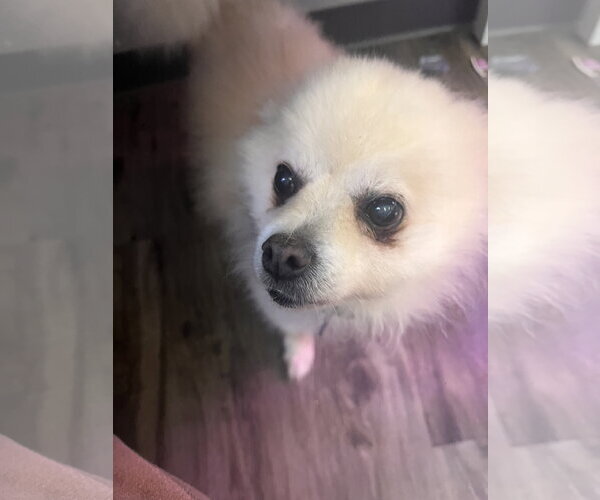 Medium Photo #8 Pomeranian Puppy For Sale in St. Louis Park, MN, USA