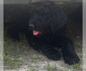 Goldendoodle Puppy for sale in HICKORY, NC, USA