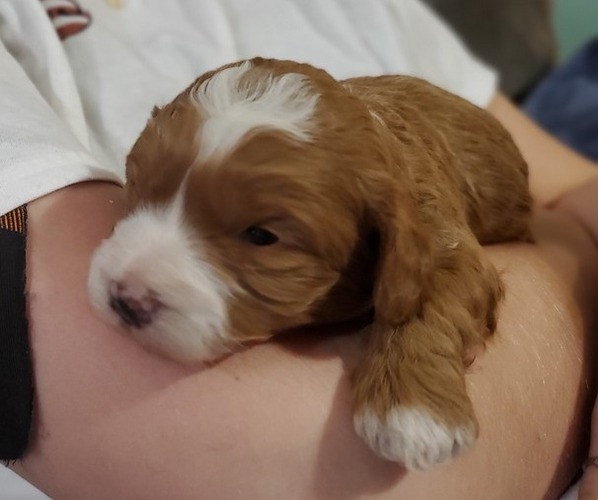 Medium Photo #4 Bernedoodle (Miniature) Puppy For Sale in LEETONIA, OH, USA