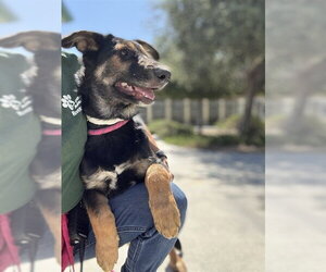 German Shepherd Dog Dogs for adoption in Riverside, CA, USA