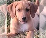 Small #12 Redbone Coonhound Mix