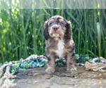 Small #1 Cocker Spaniel